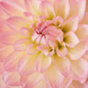 Meet your Posher, Mona